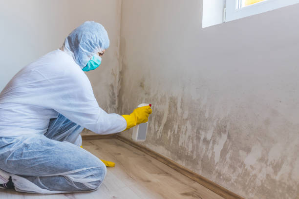 Licensed Mold Remediation service in Riverside, NJ - WQB Mold Removal